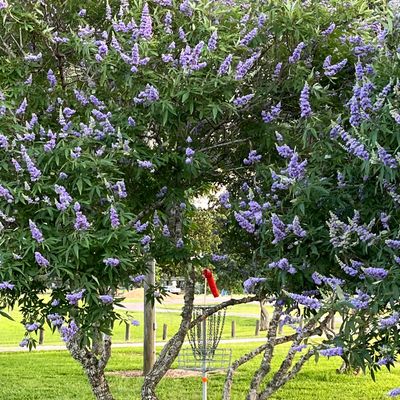 #10/20 Trisland Green in bloom!