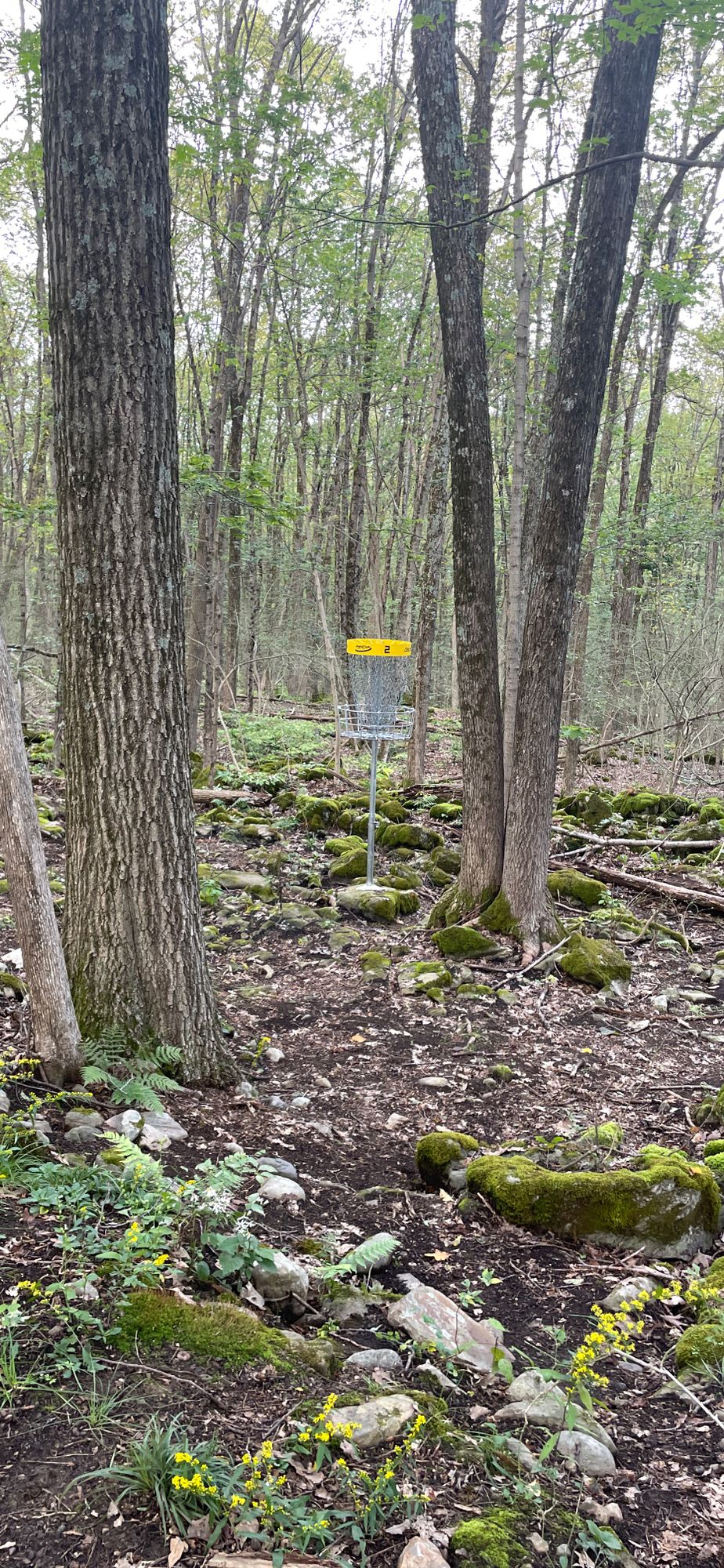 Hole 2 Basket