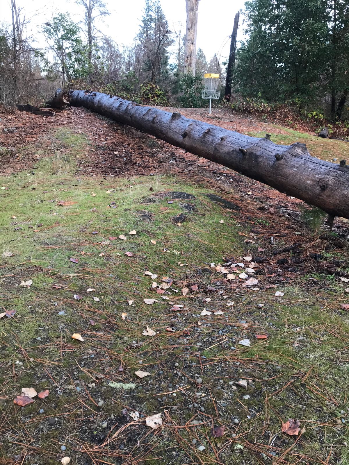 Close up of elevated basket on 3 and laying timber just b4-common landing zone