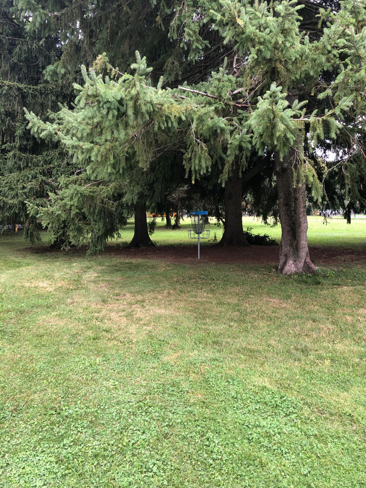 Approach to hole 3.Lots of low hanging branches.