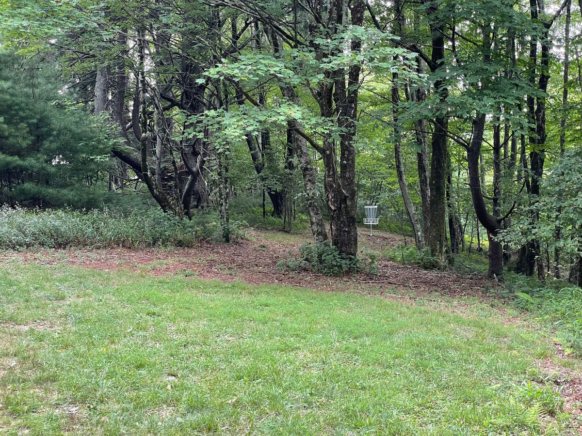 Hole 6 landing zone and green. Pick left or right around the tree to approach.