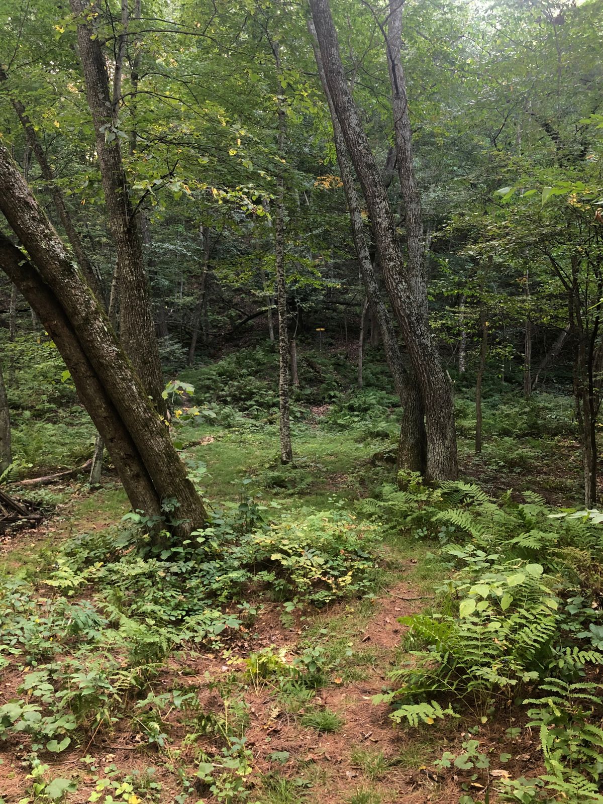 Hole 8 Approach