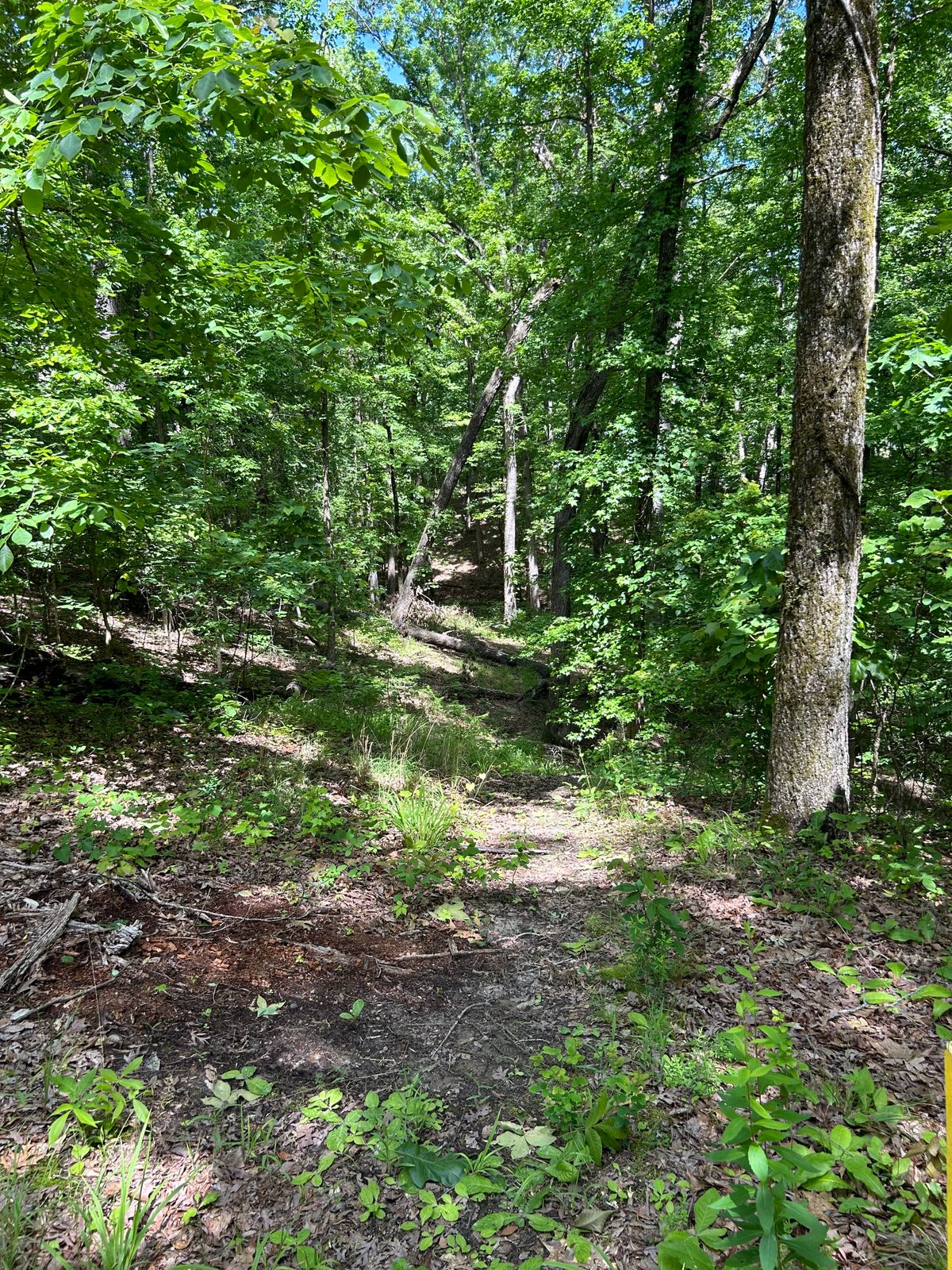 Tricky fairway on hole #5