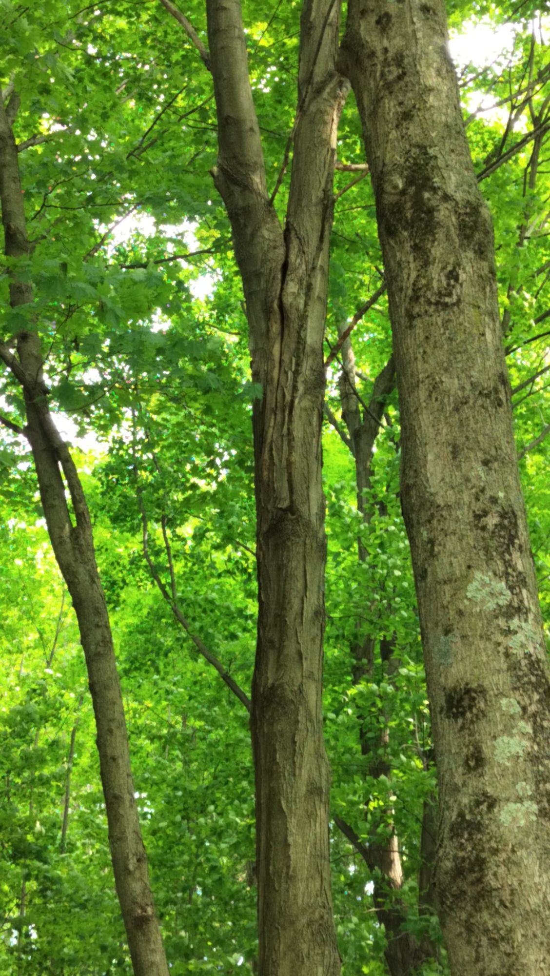 Tall tree could fall with strong winds on hole 8.