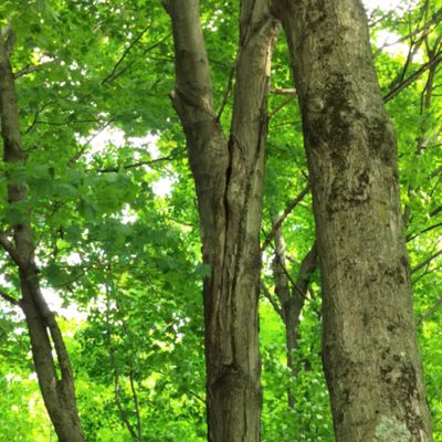 Tall tree could fall with strong winds on hole 8.
