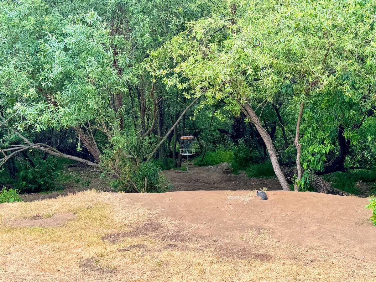 Last basket in the trees