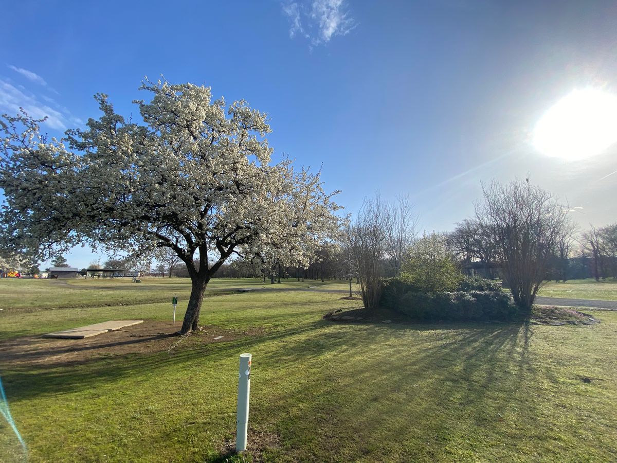 Hole one under a beautiful tree