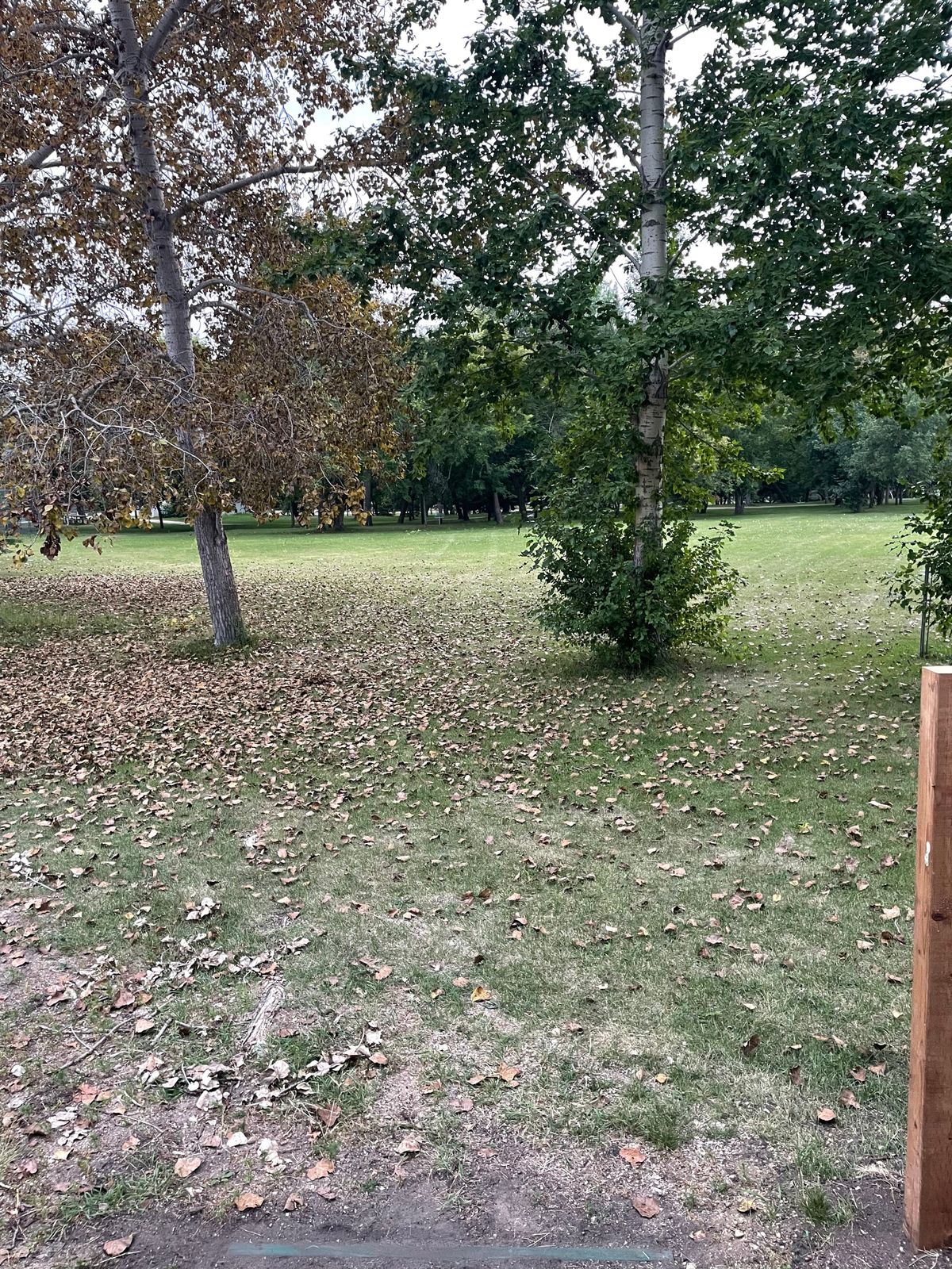 Tee 7