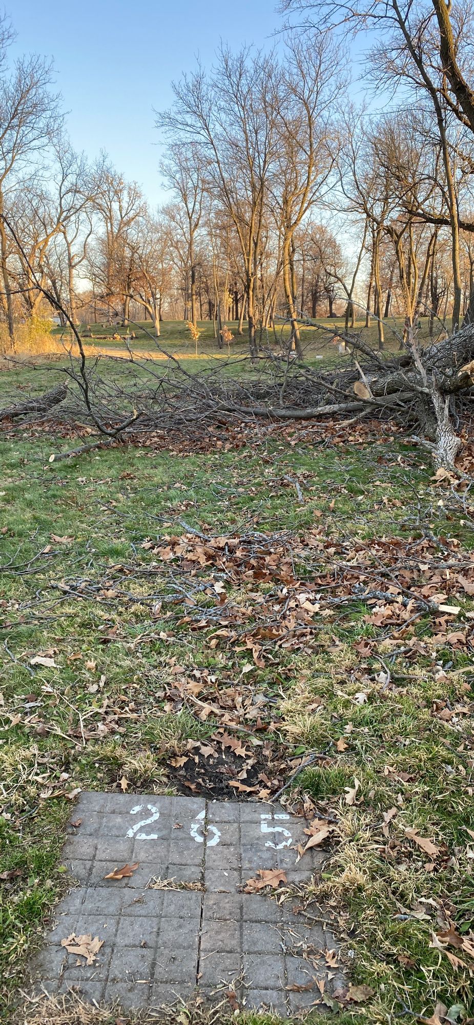 Lots of trees cut down here at this point in time.