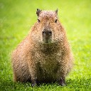 capybara