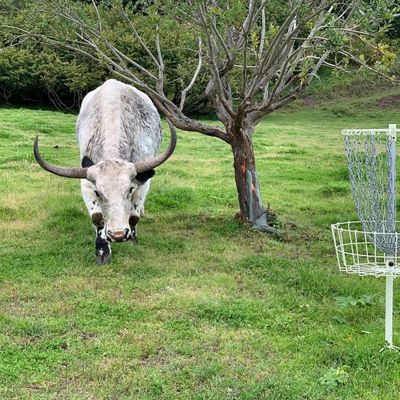 Yeti can add a whole new level of challenge to those tester putts…