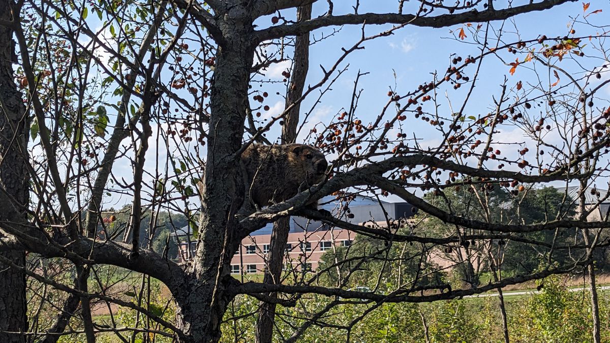 A friend in the trees on hole 4.