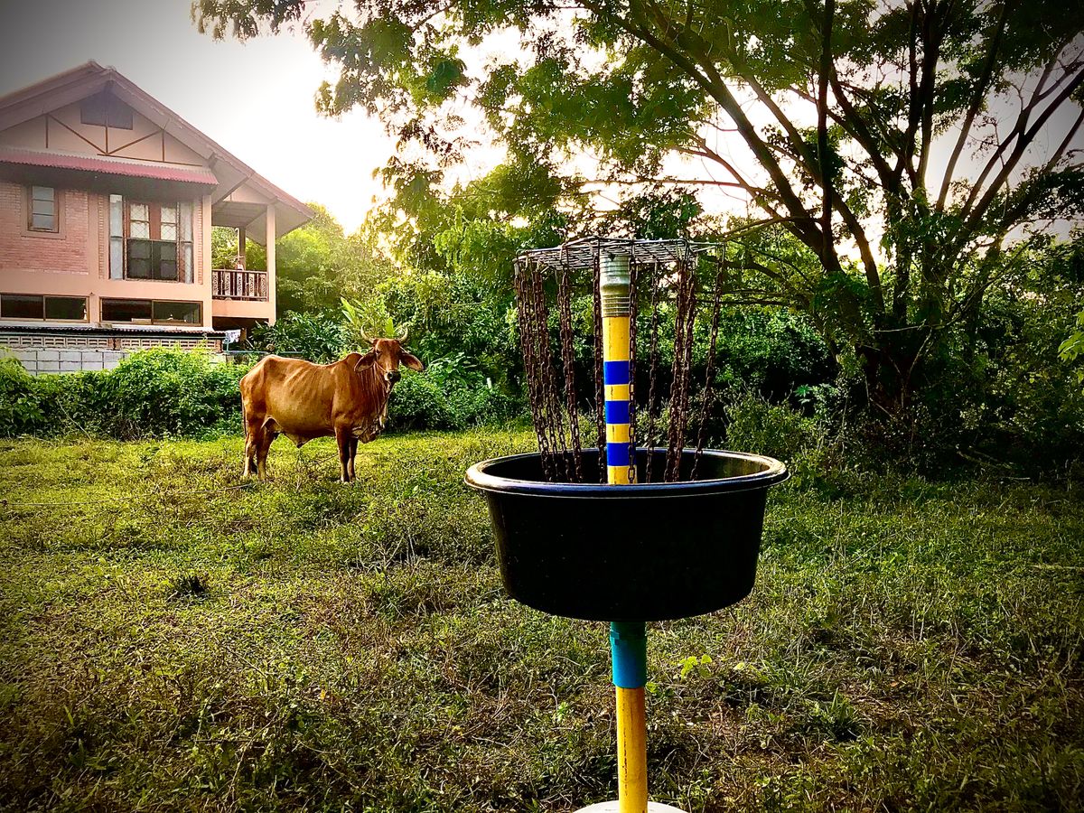 Hole 4. Dog leg left around a taped tree and the only concrete teepad on the course.
