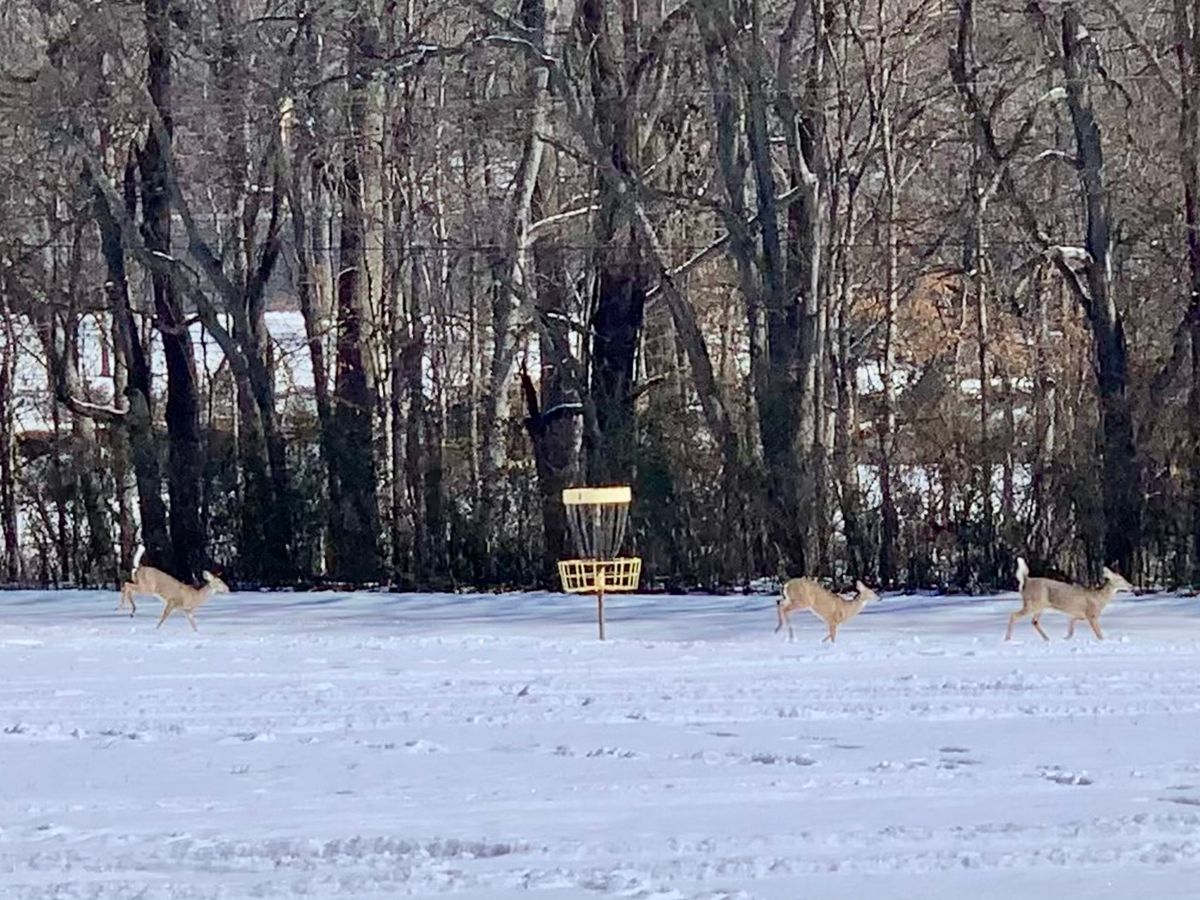 Deer traversing a rare snowfall near basket #8.