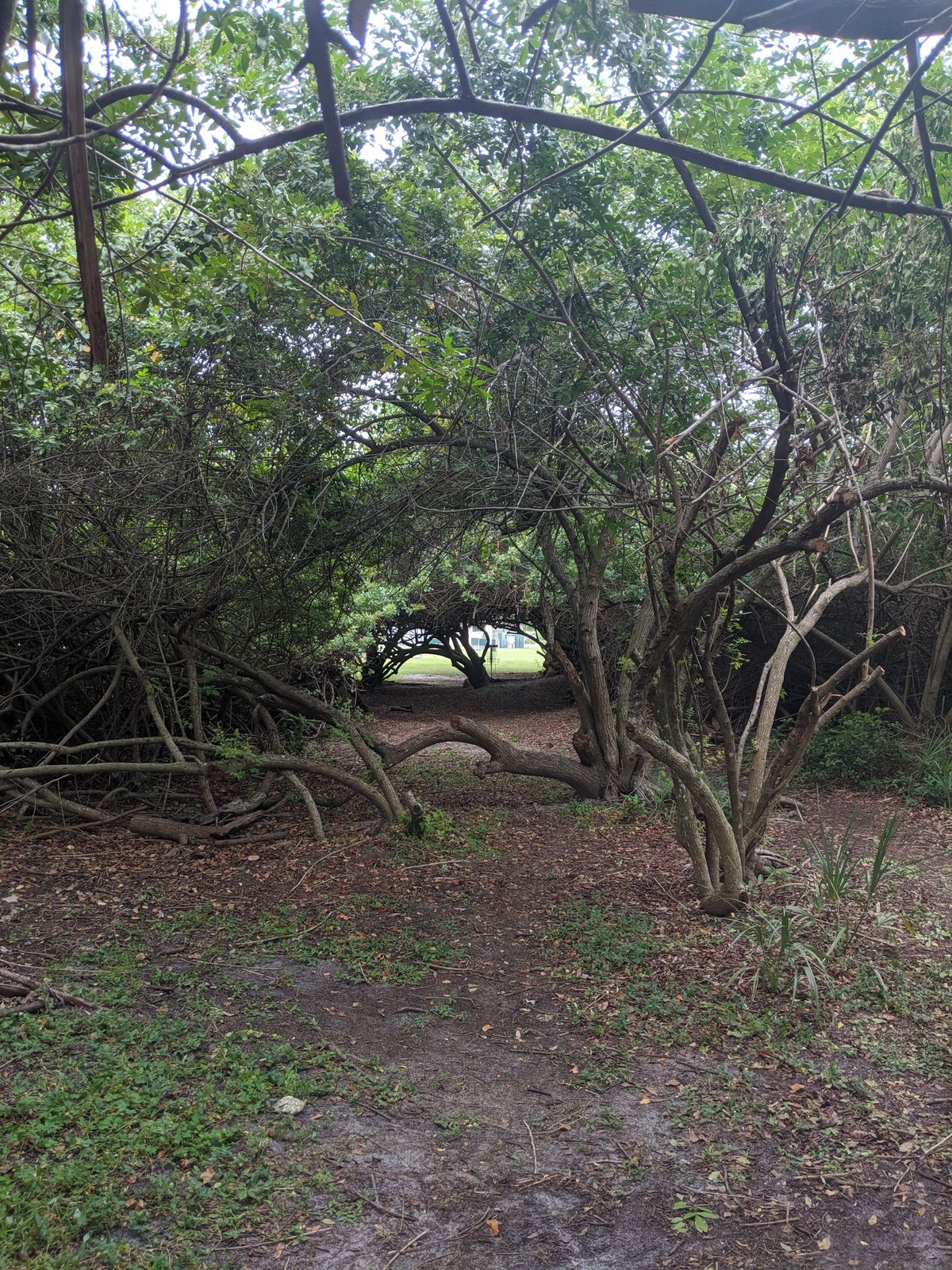 Lots of branches and assorted trees ready to smack your disc