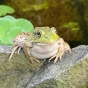 thewetfrog