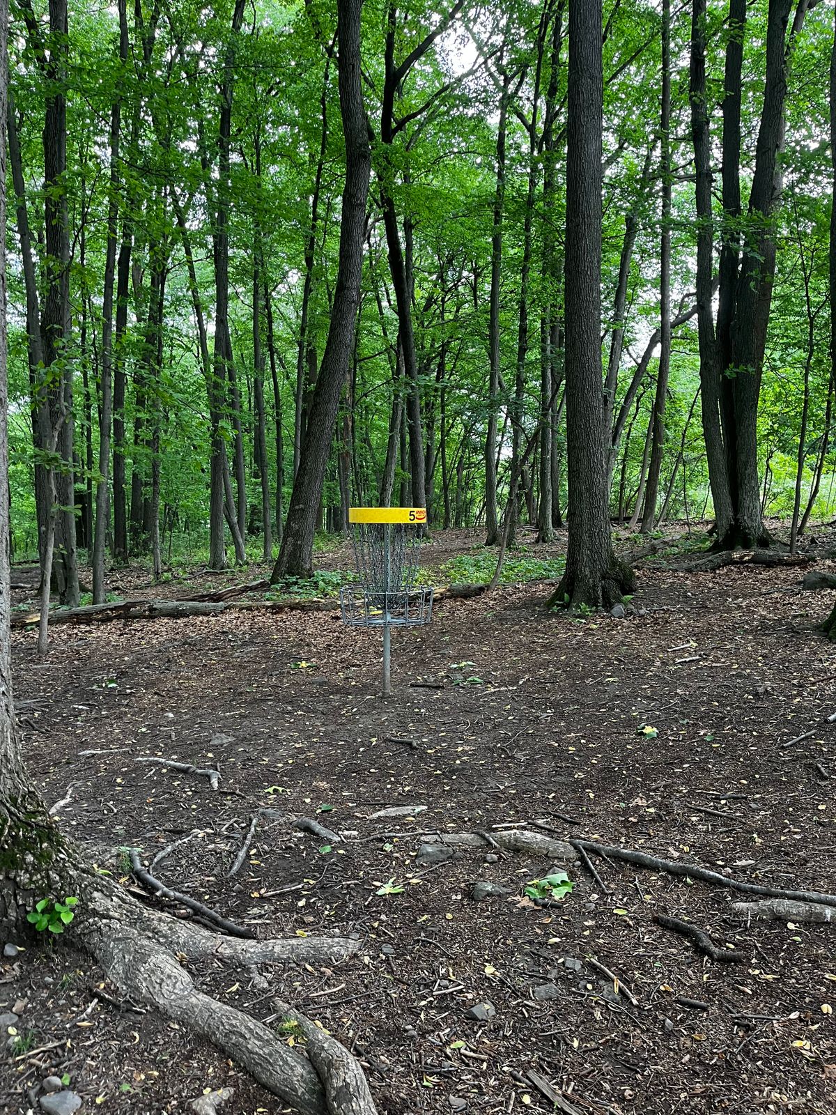 Hole 5 yellow green