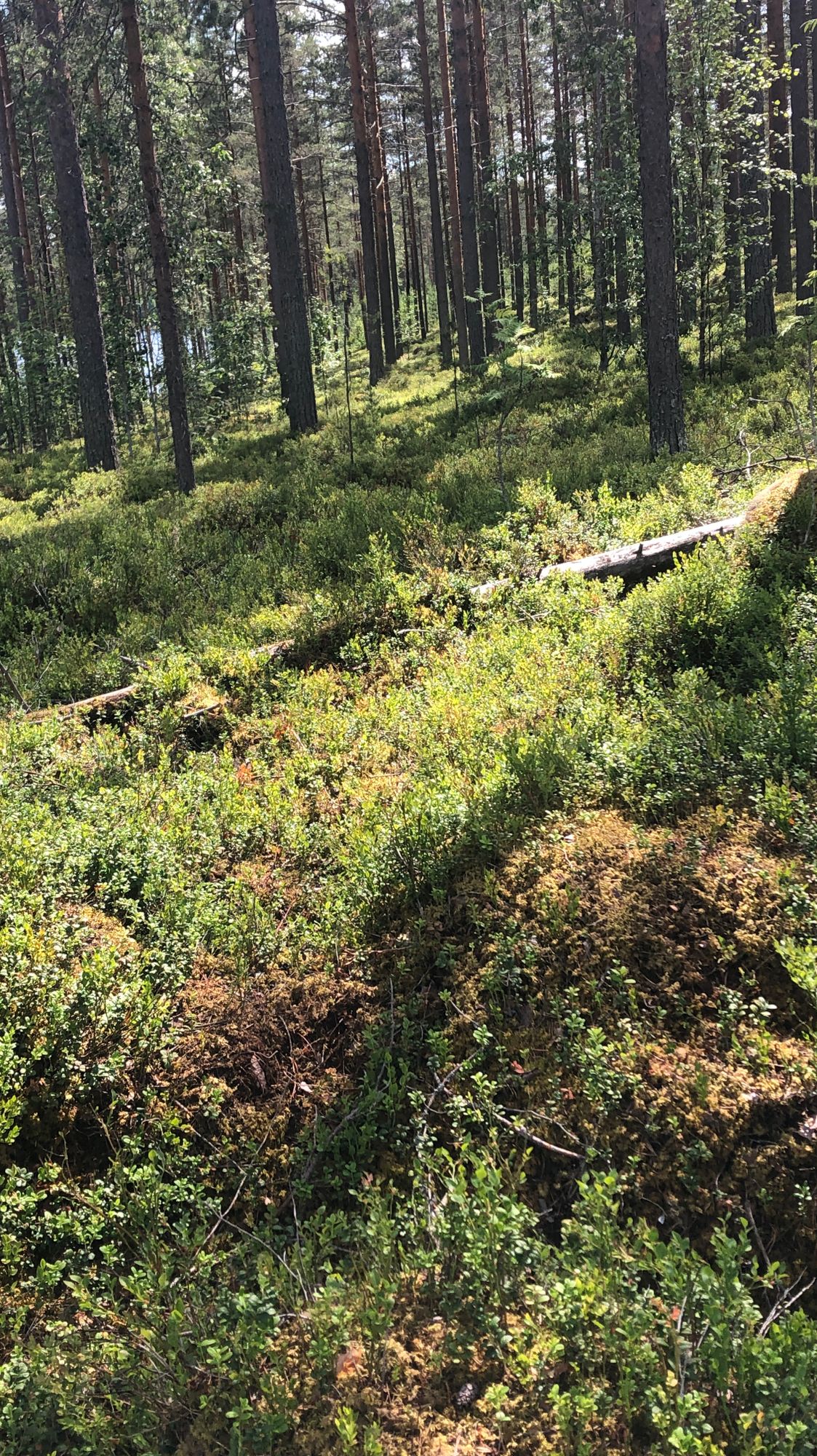 Kannaksen fresbeegolf rata