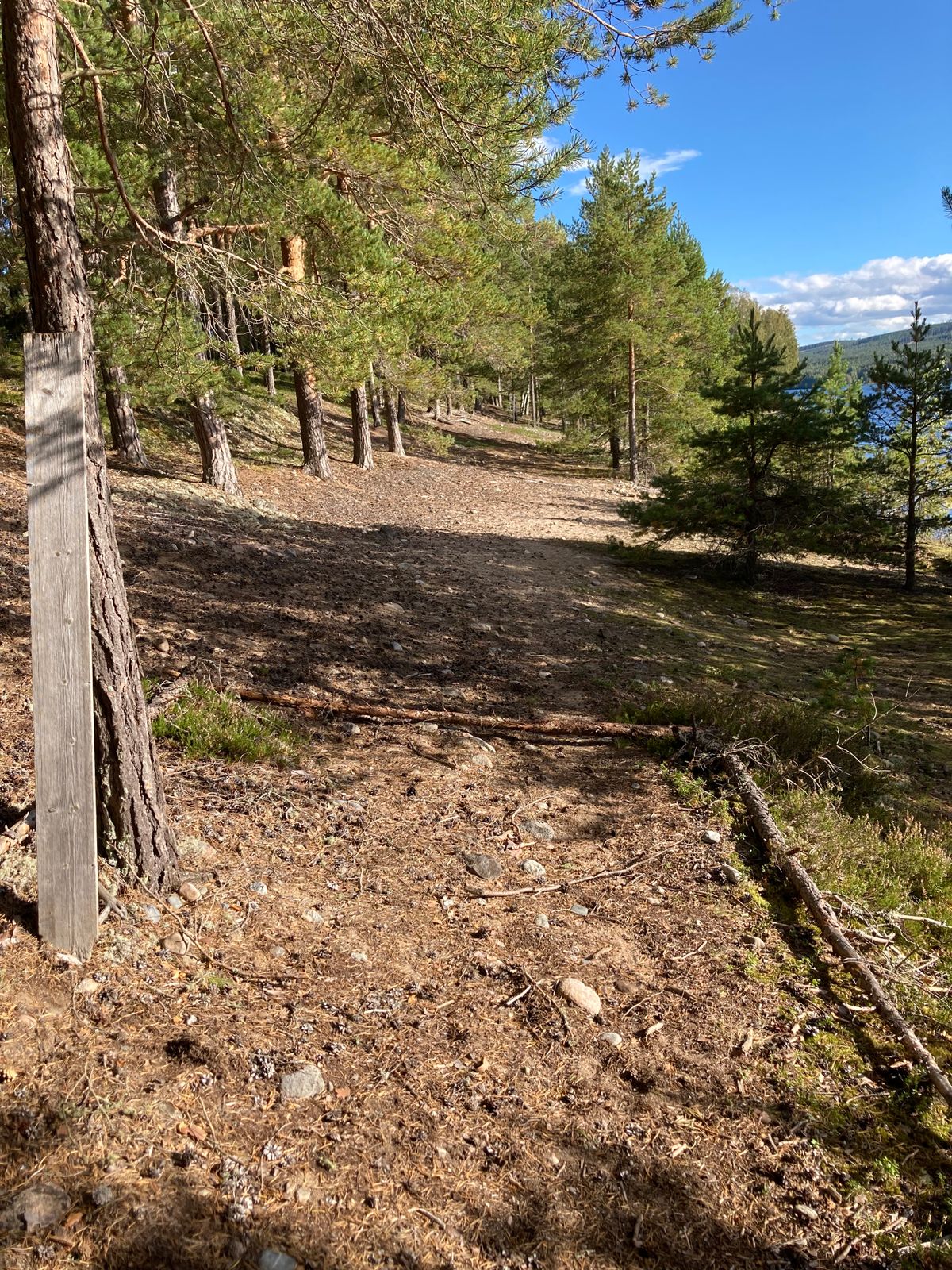 Tee 6 kasta lite till höger om skylten/trädet. Inom det markerade området.
