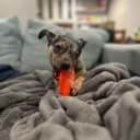 User avatar image