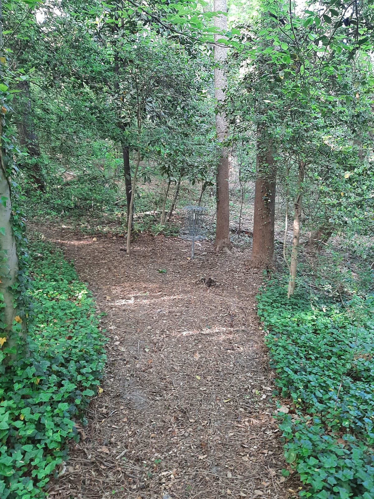 Hole 14 Green