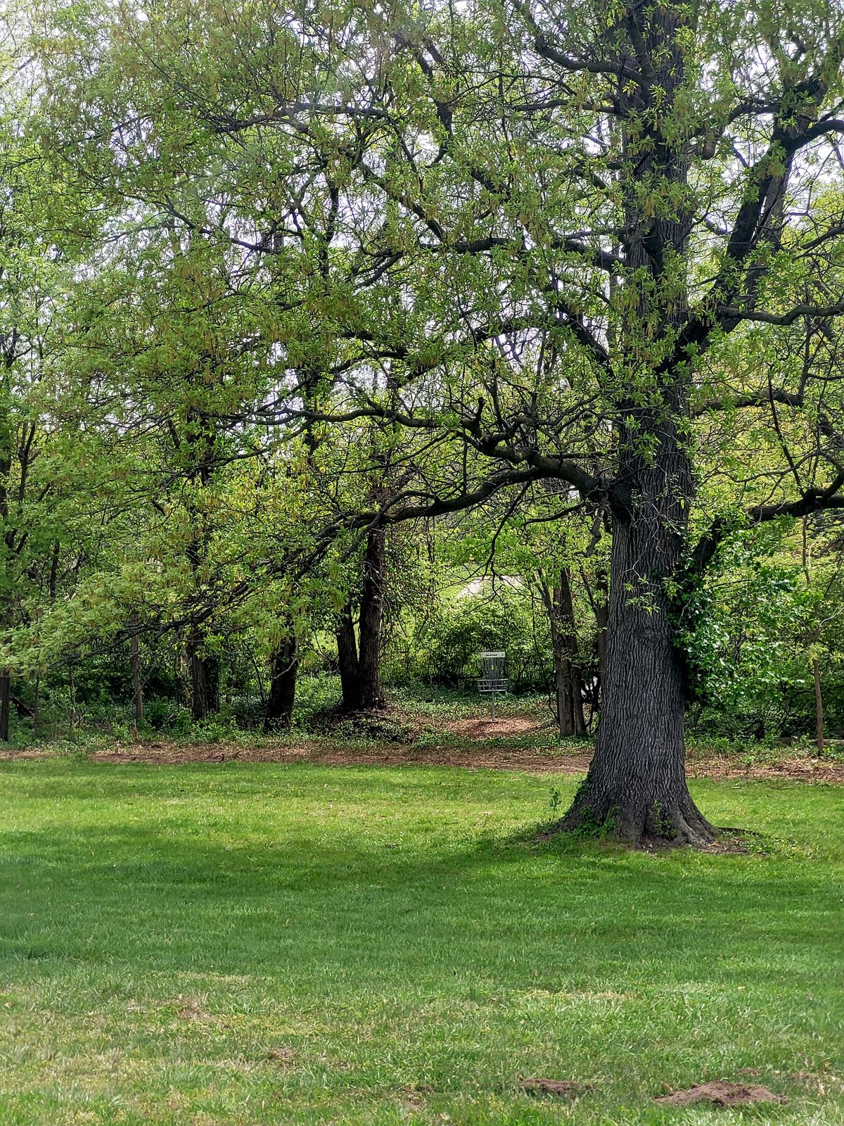 Hole 5 - New Gold Basket