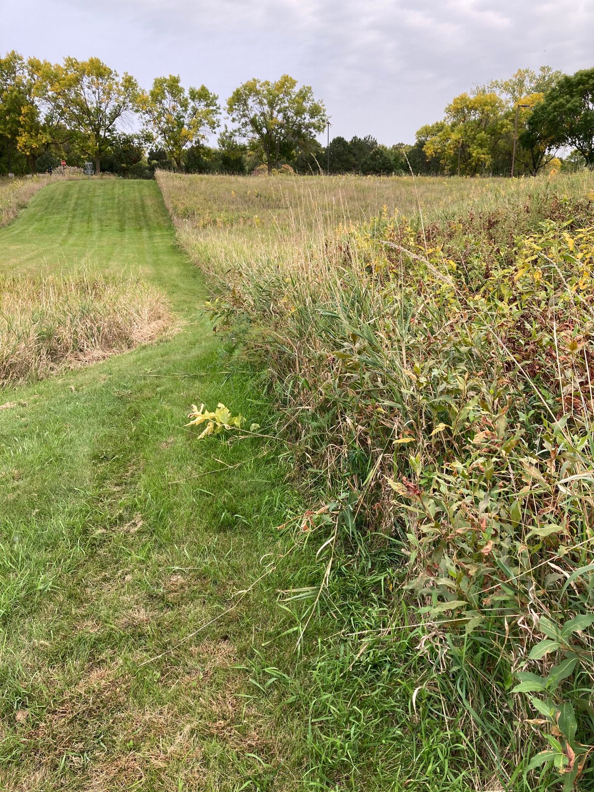 The rough is thick.  Good luck finding your disc.