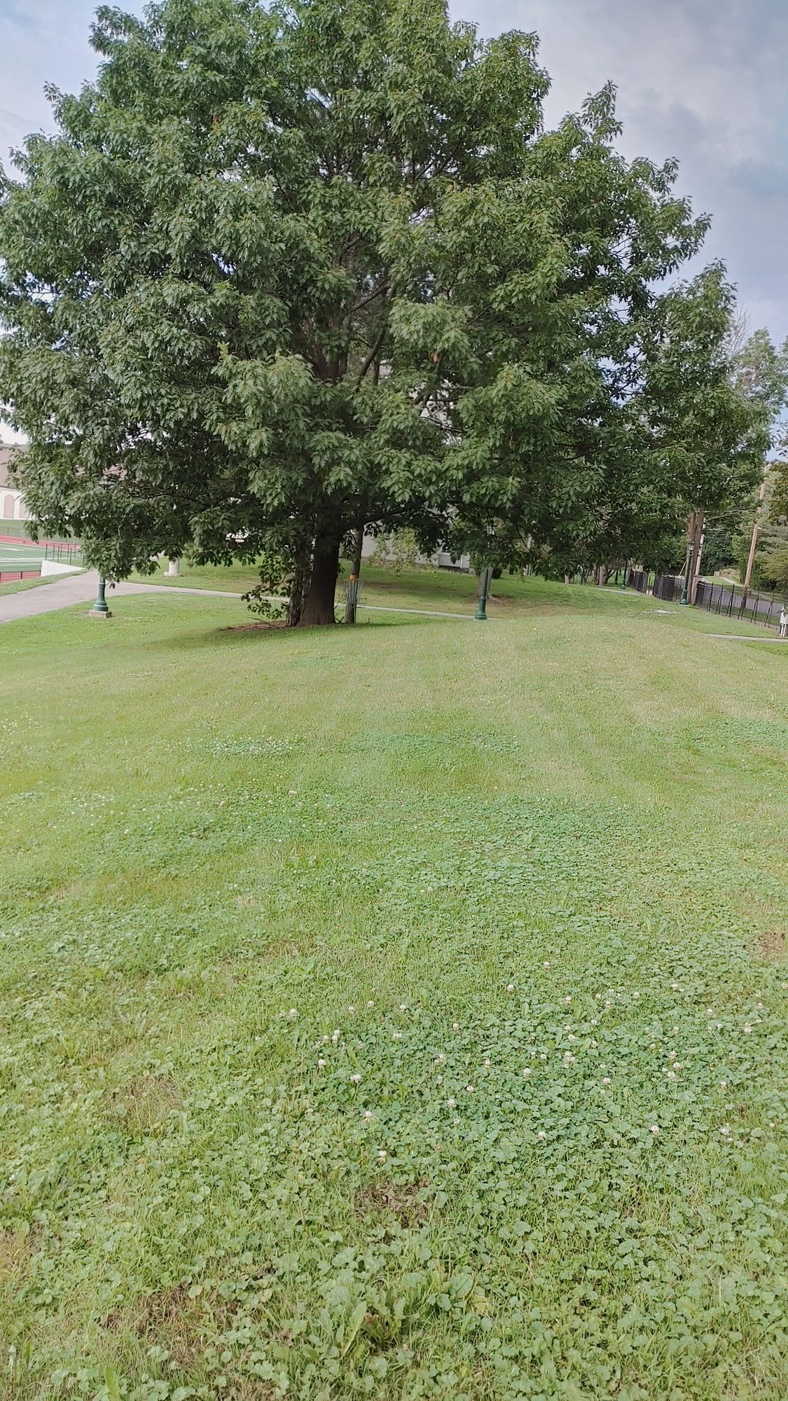 The basket for hole 1 is be hind that tree, I think, it's not marked.