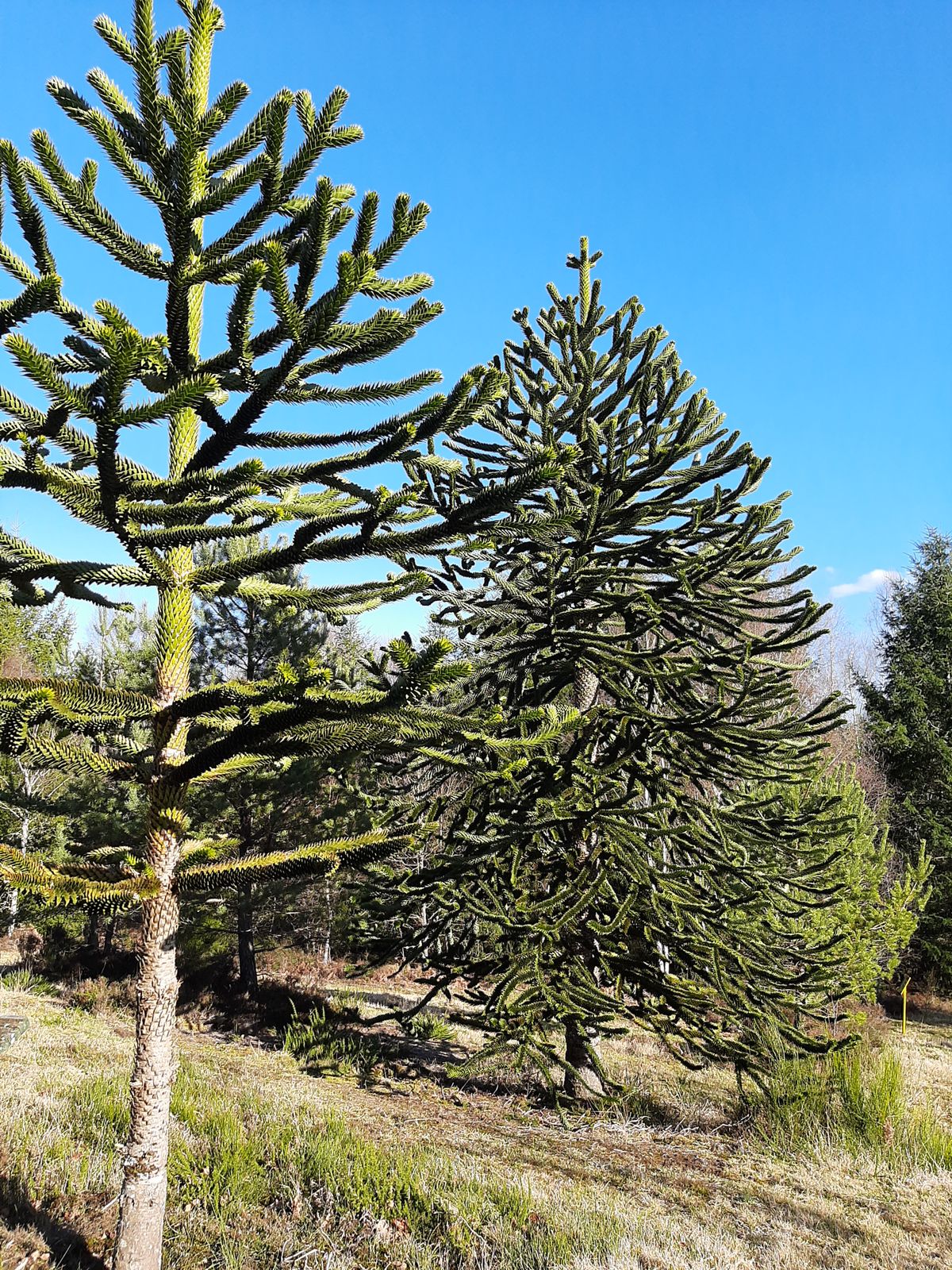 Très bel arboretum