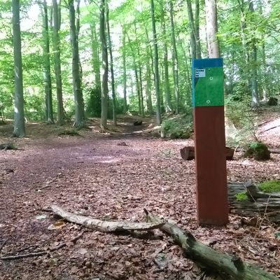 Hole 6 Church Wood, slightly uphill, straight shot finish to basket tucked in on the right