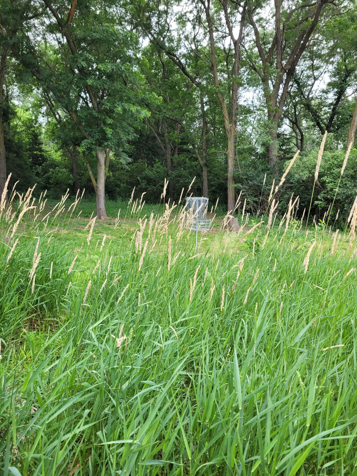 20 feet from basket. Grass 5 feet tall.