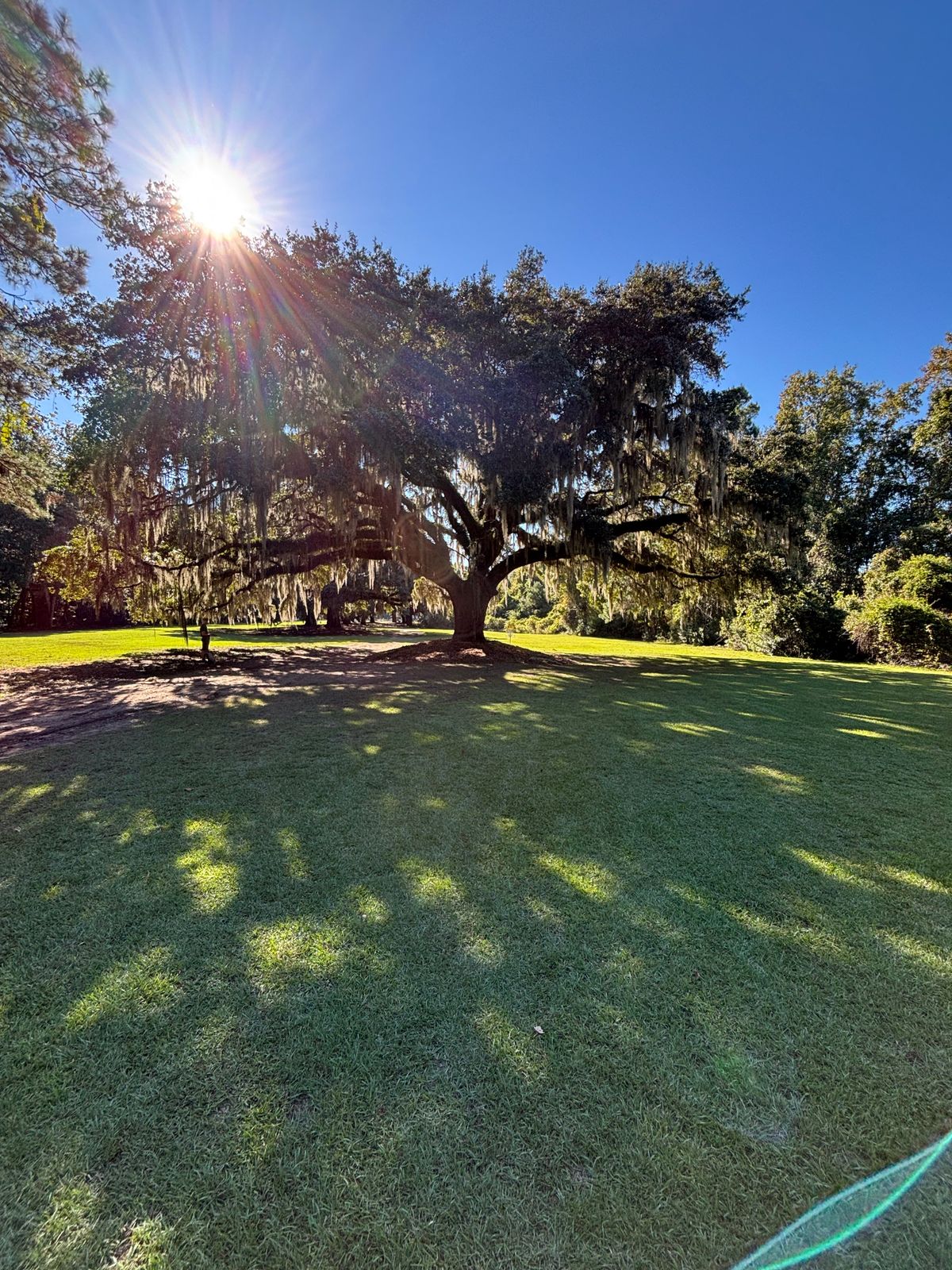 Scenic hole 16, basket under tree