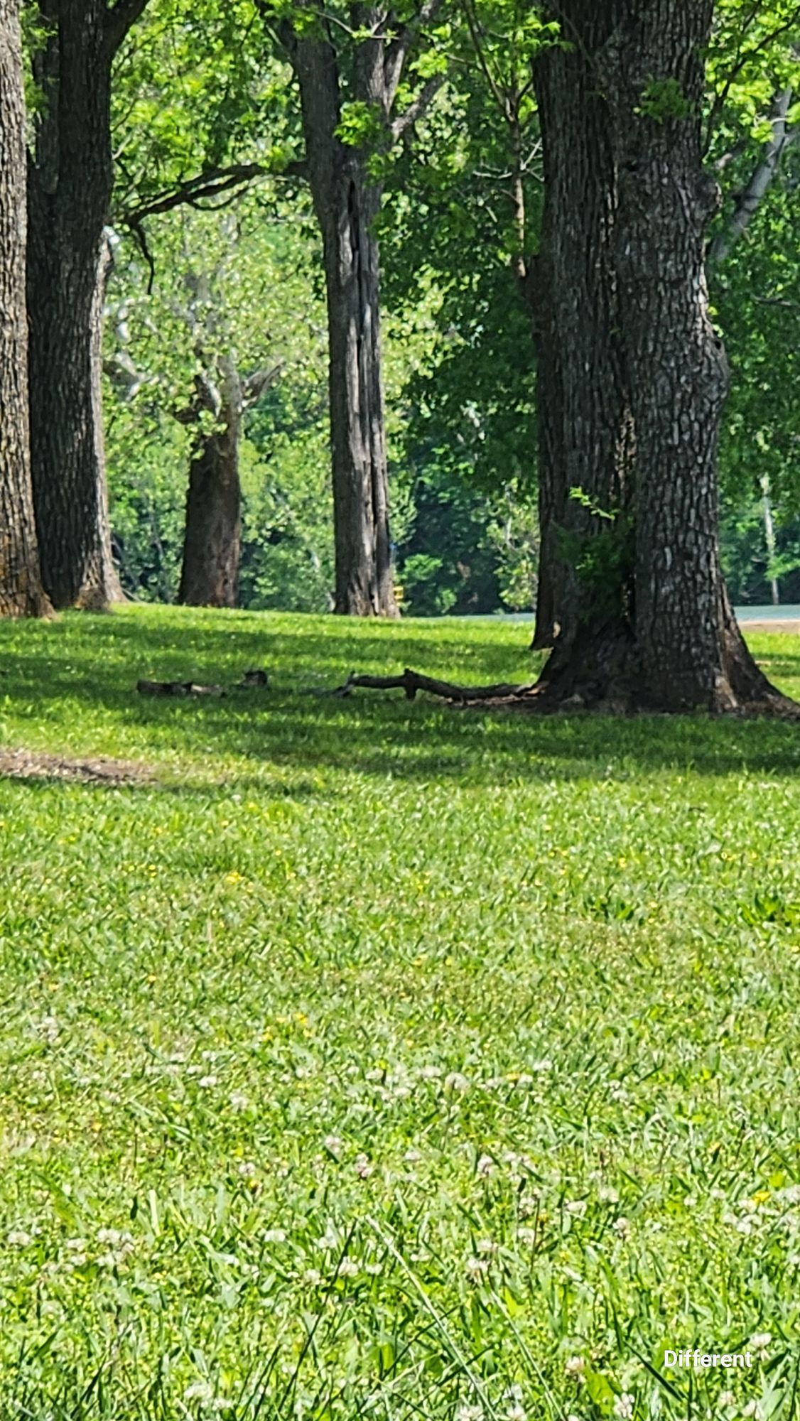 Hole 12, see the basket peeking out from behind the final tree?
