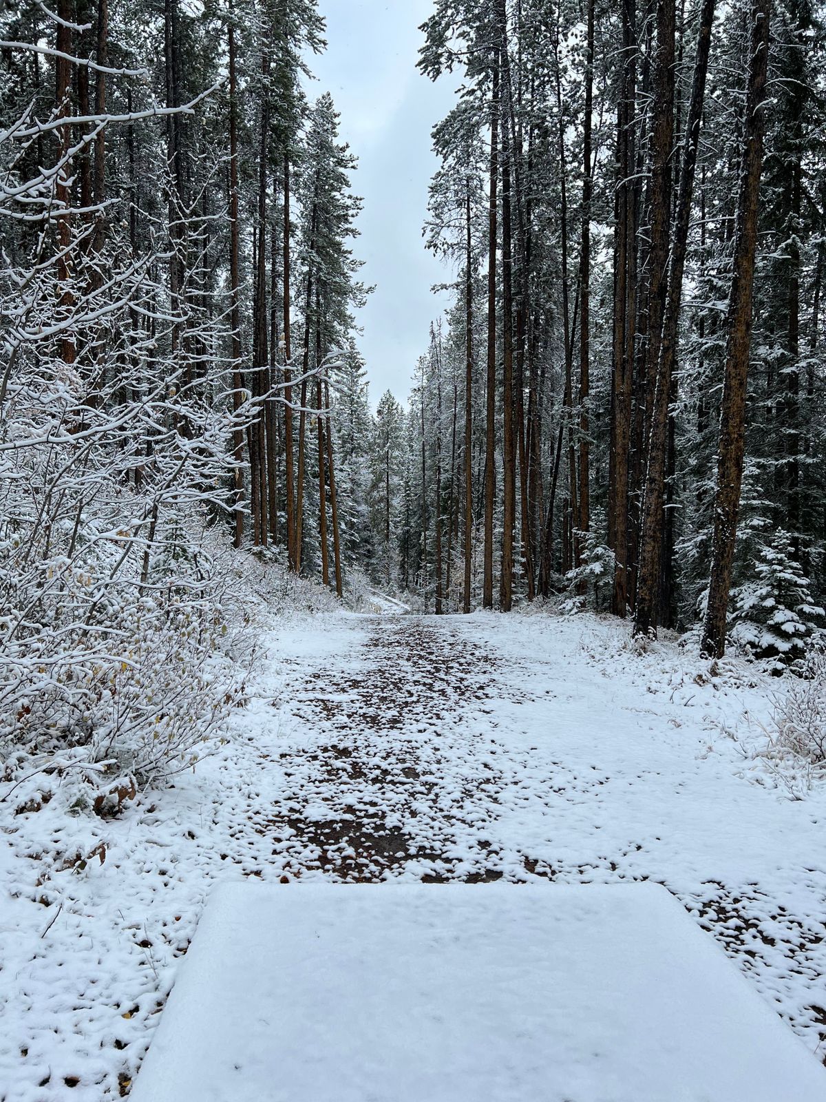 Snowy morning.