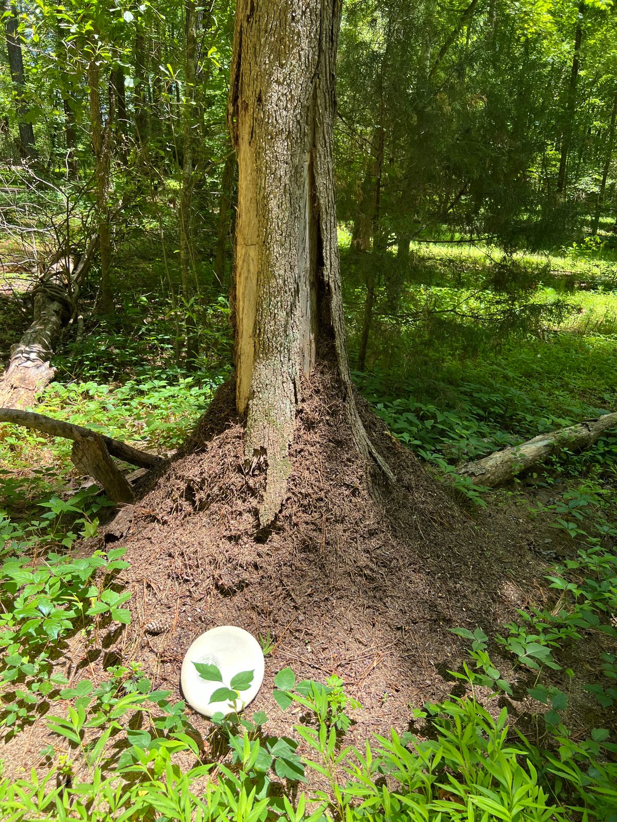Carpenter Ants, Poison Ivy, overgrowth for losing discs and the only made teepads are the reds 1/10