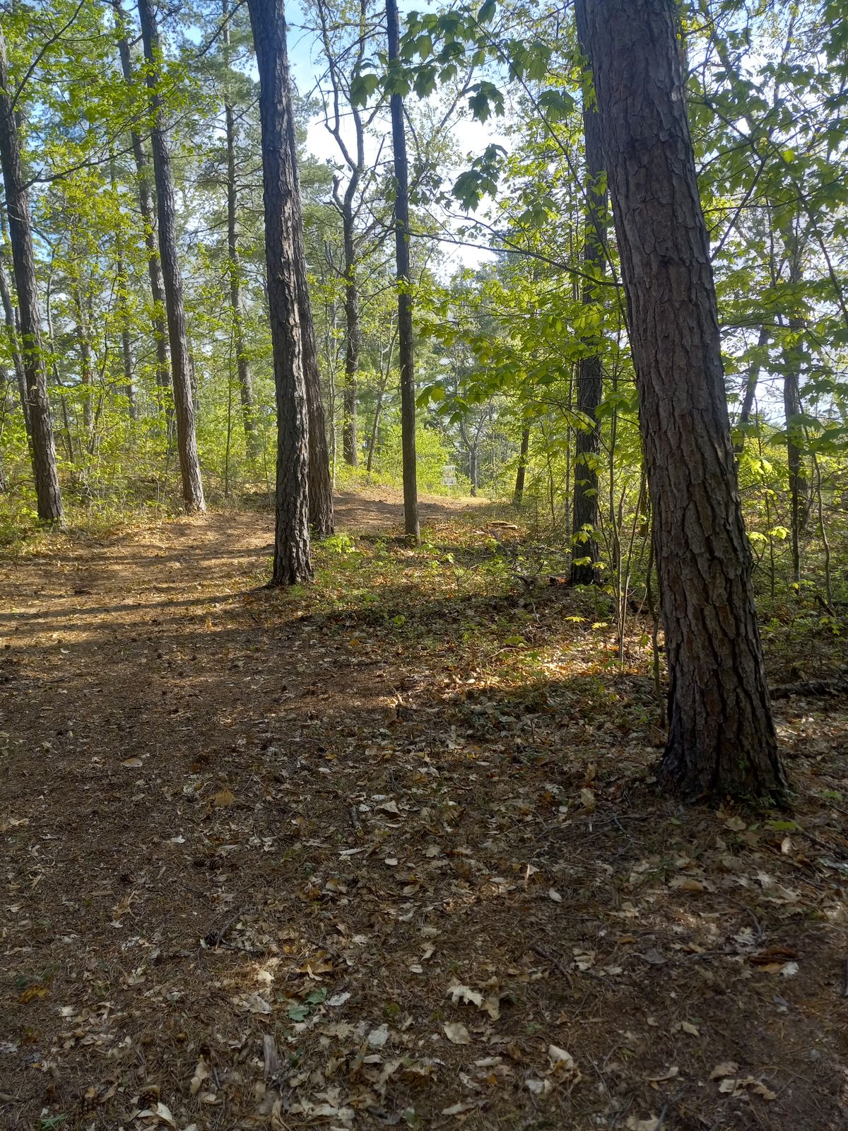 Hole 6 from dog leg to basket 
