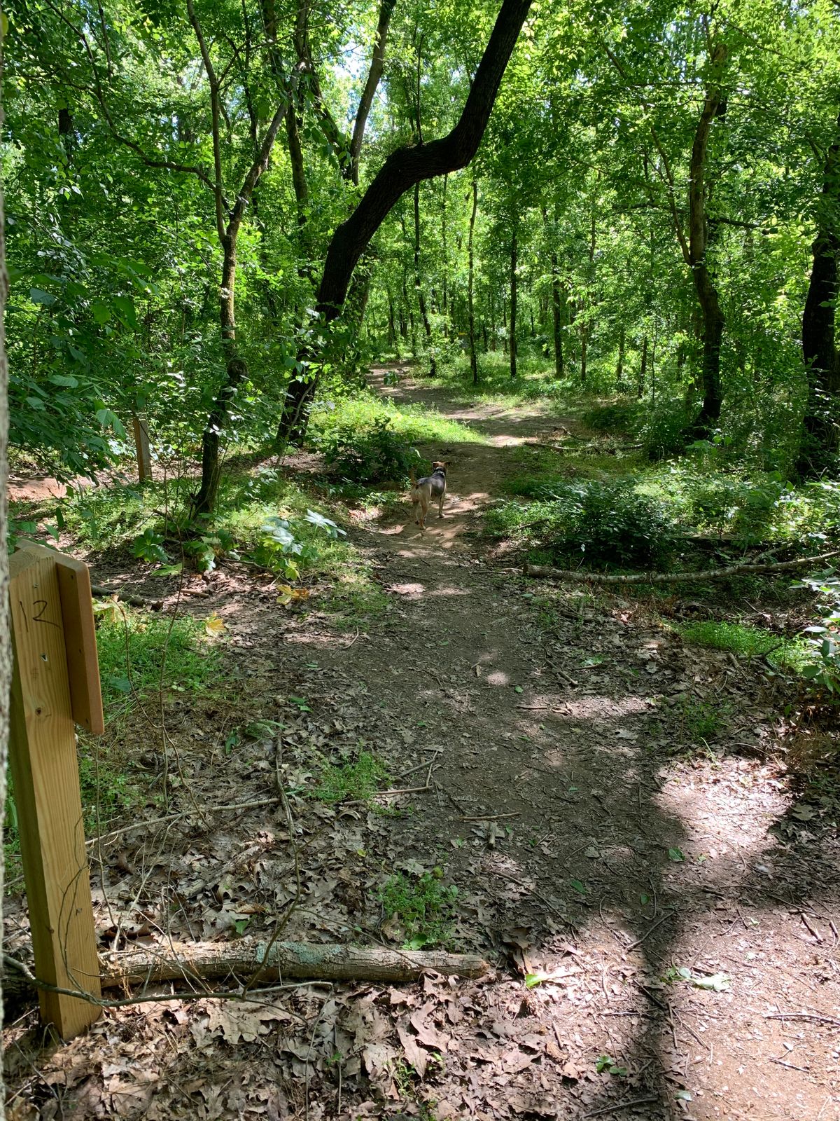 Hole 12 - The sign is backwards. S fairway, but a look at the basket through the trees.