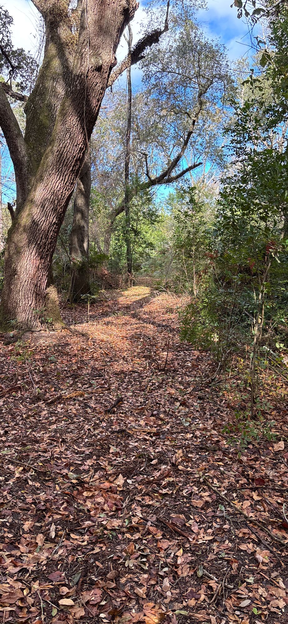 Path to Tee 2,left of holes 1 blue