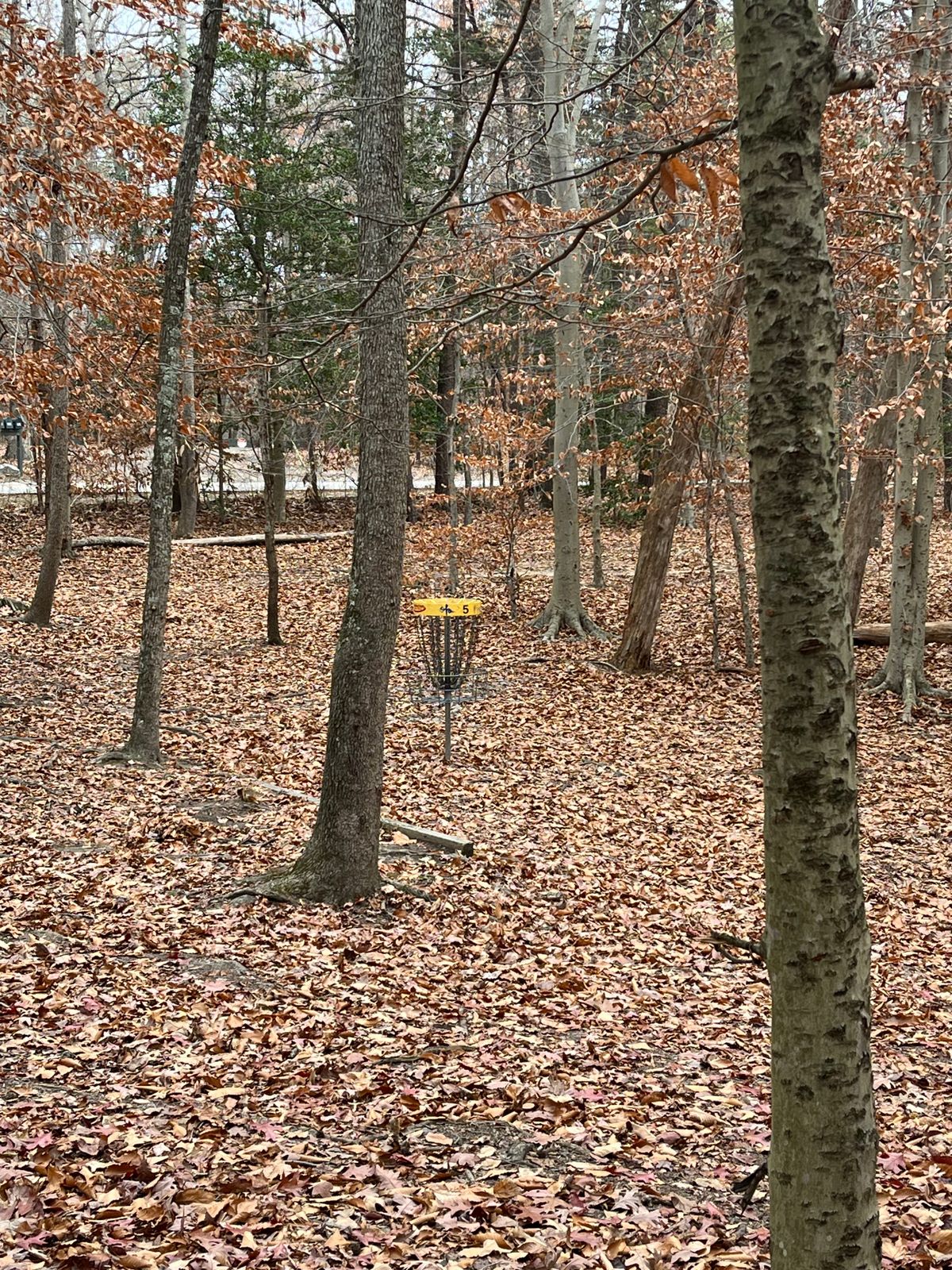 Lots of leaves,  fun little short course!