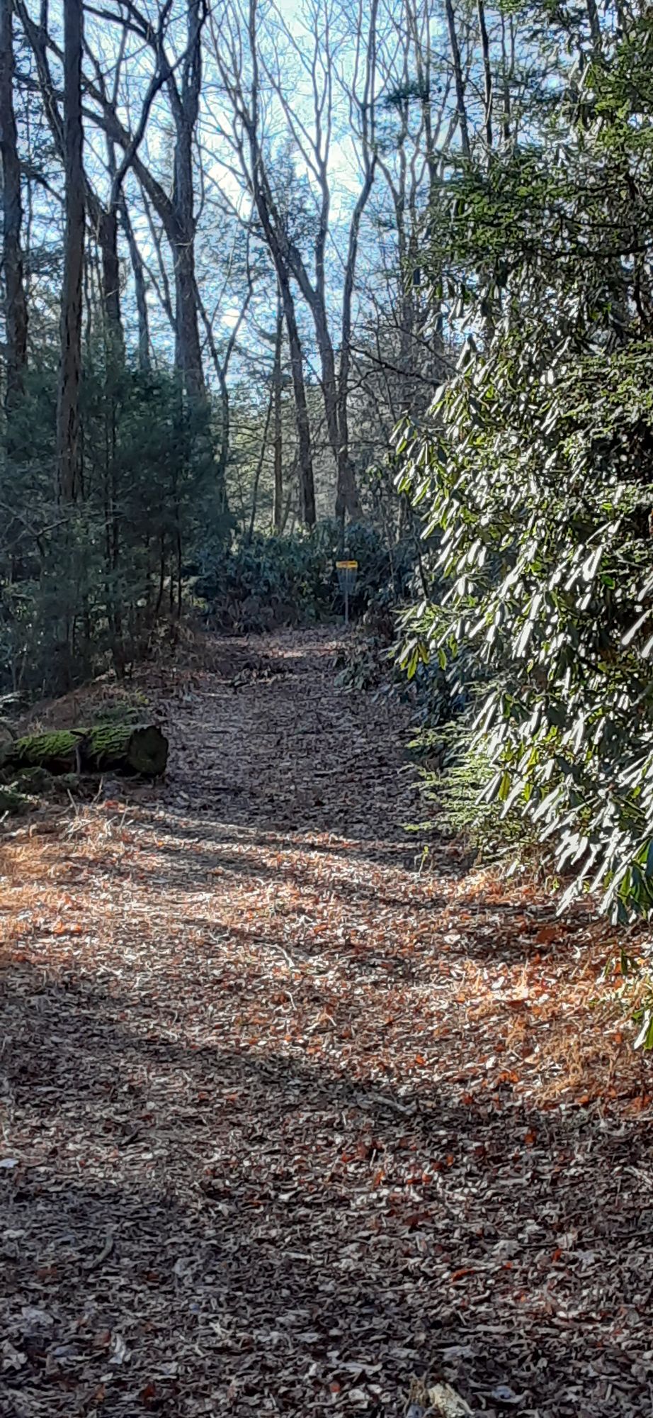 Hole 5 Tee