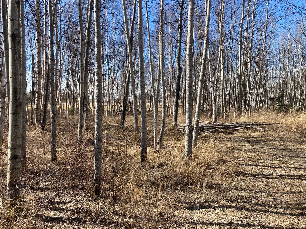 From tee area toward basket 4, obstructed path & some kids built a wooden lean to on the way