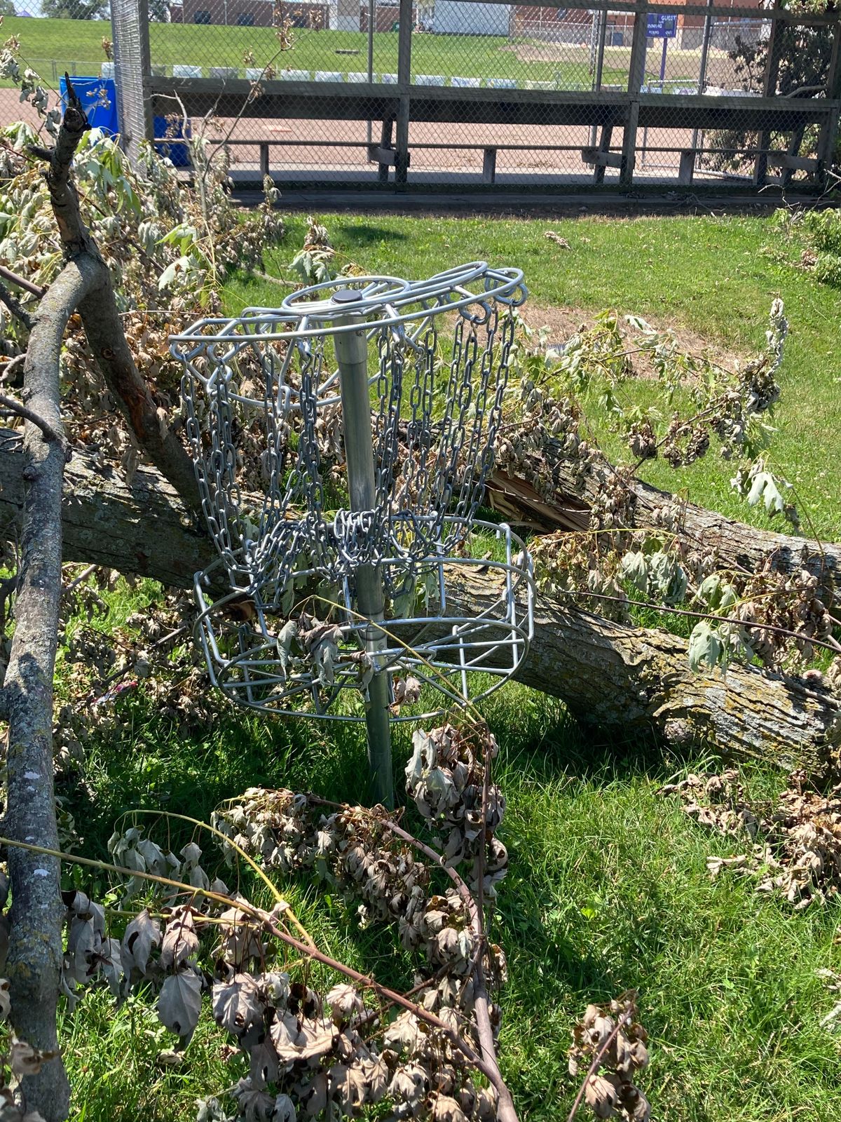 Hole 8 tree vs basket. Tree won.