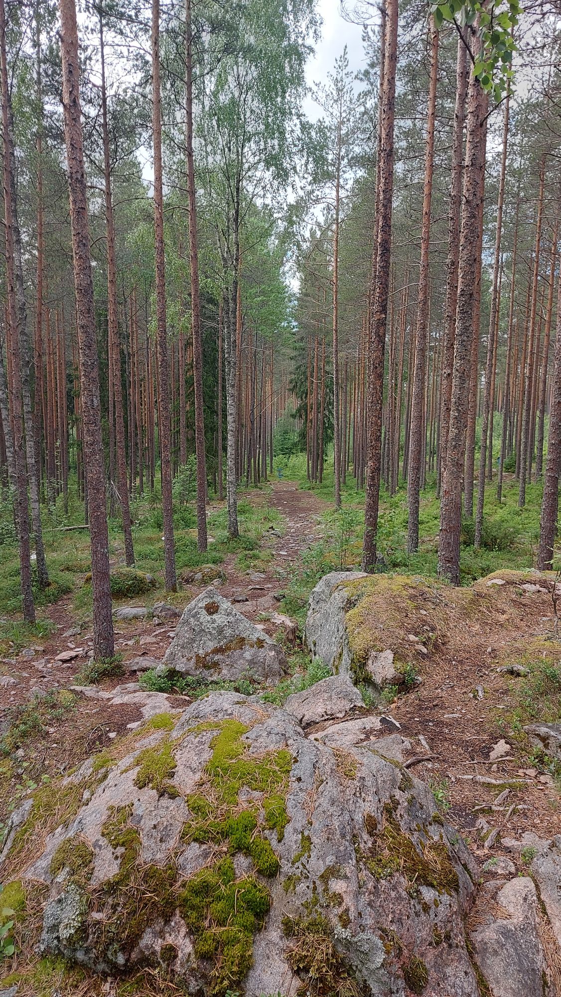 Väylä 15 (kuva otettu kesäkuussa 2024)