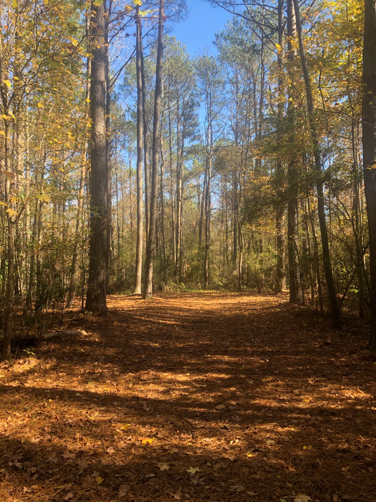 Hole 4