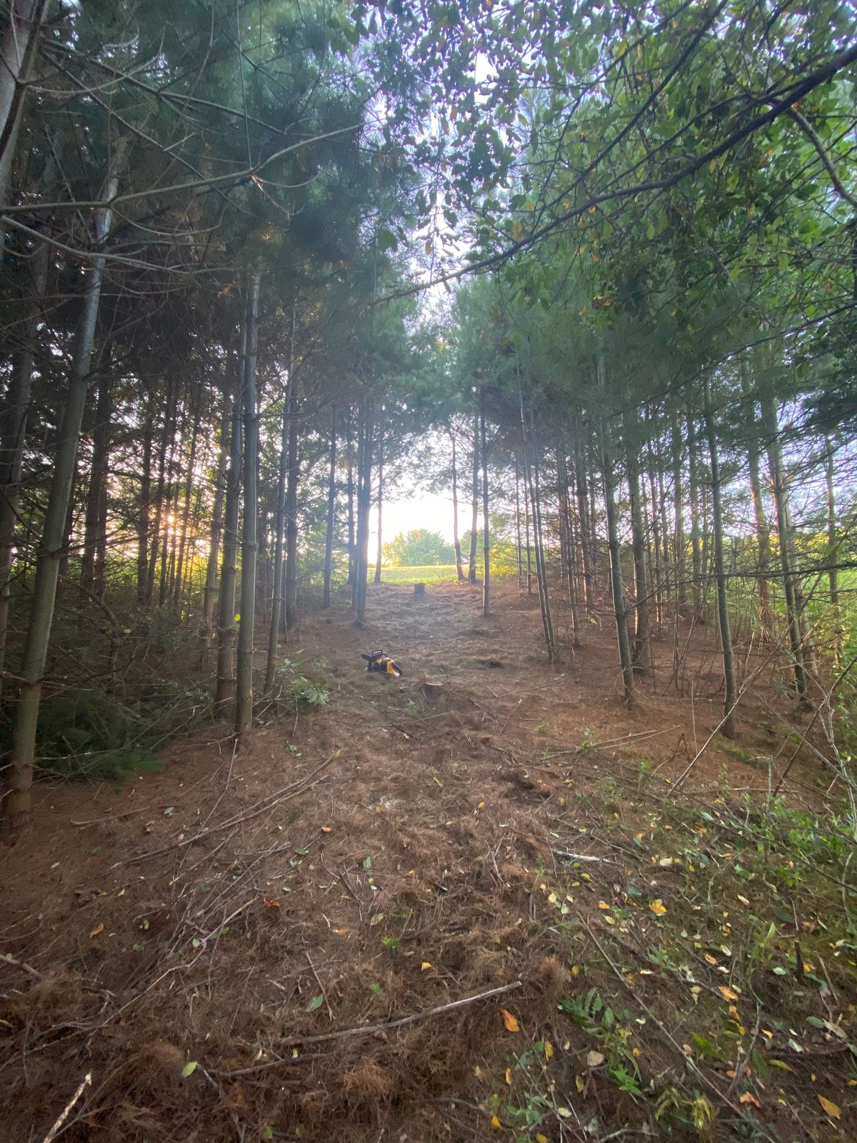 Path through pines between hole 11 and hole 12. 