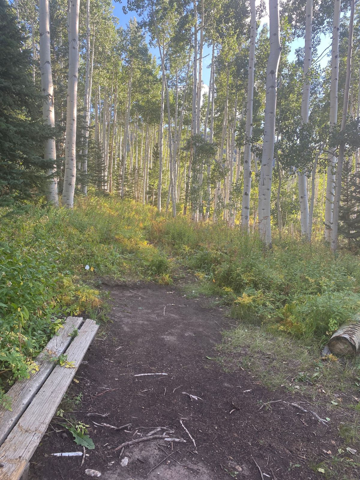 Dogleg right through trees
