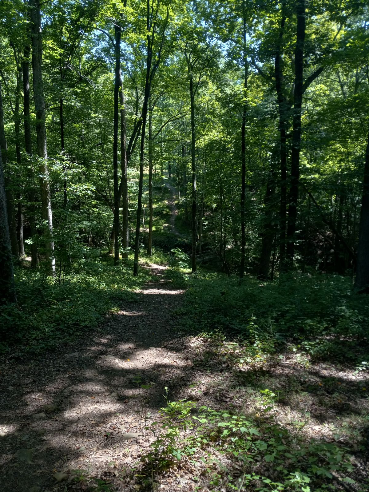 Well cleared trails. (Not like I make the disc on them anyway 😂)