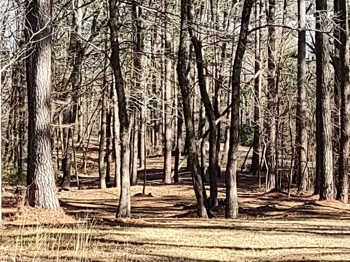 Fairway #3