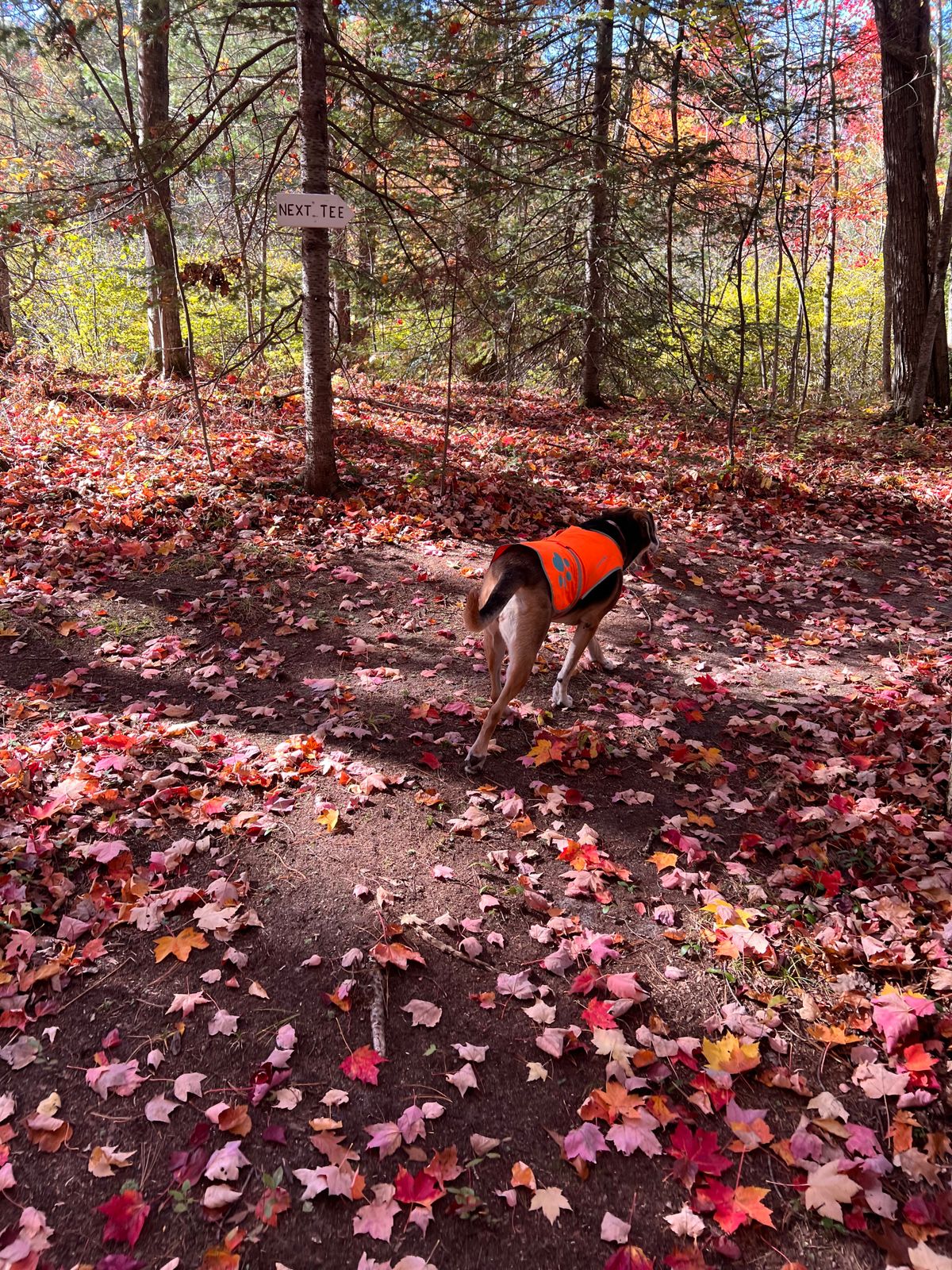 Jazz the dog is a great course guide!
