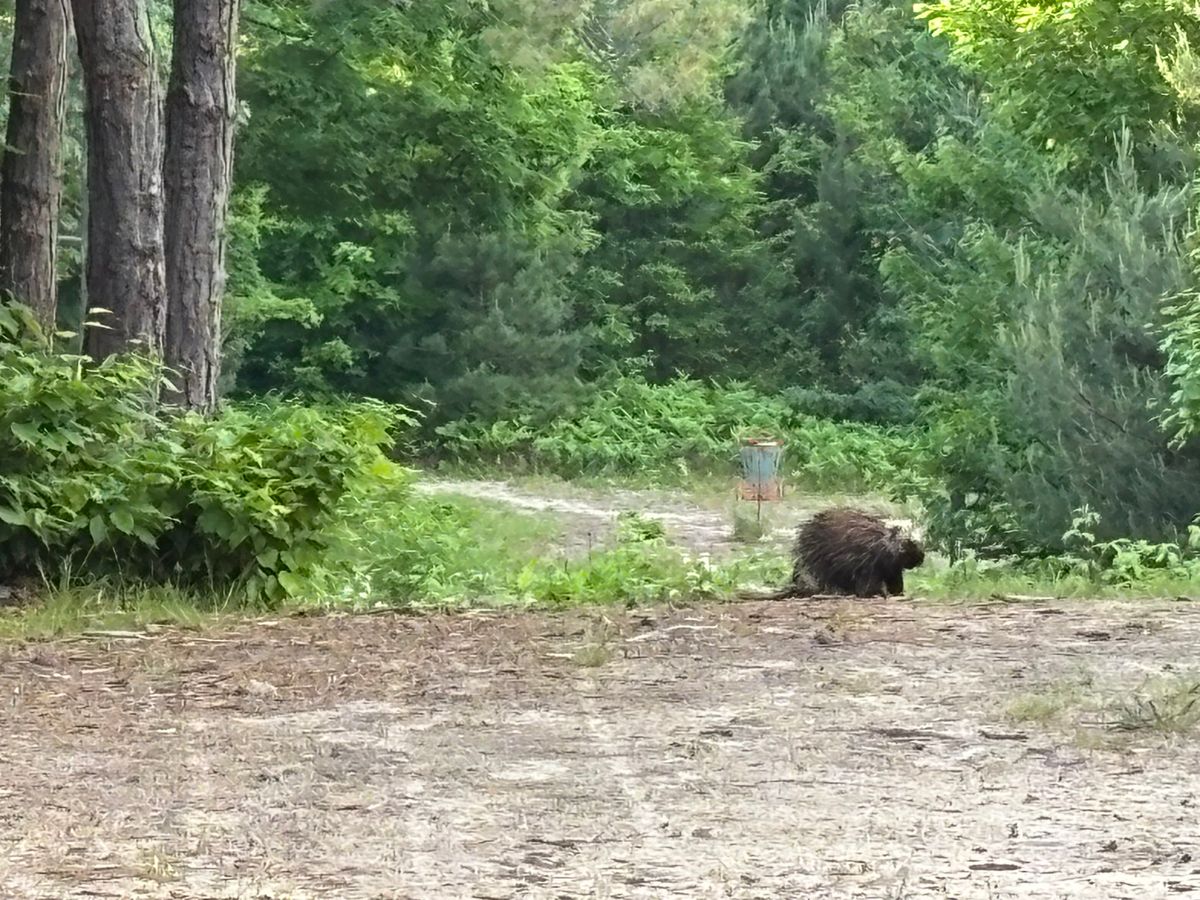 Bears Den Hole 11